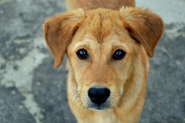 Adoptez un chien : 330 compagnons prêts à vous aimer !