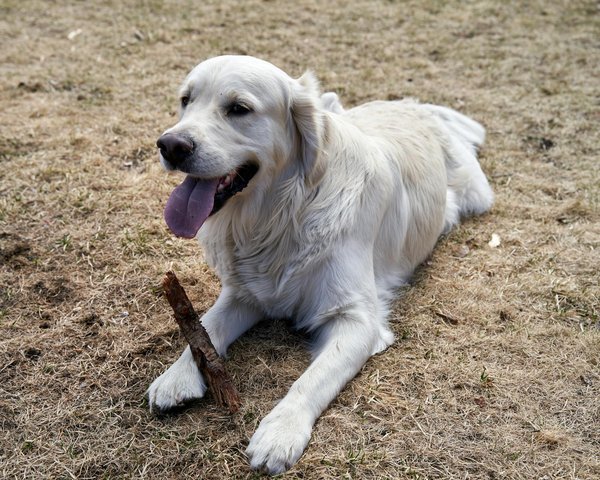 Protection siège voiture chien durable : préserver votre auto et le bien-être canin