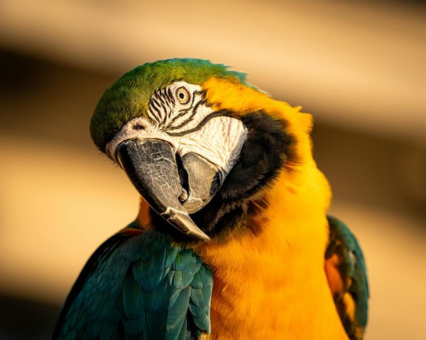 Pourquoi les corbeaux sont-ils considérés comme des oiseaux extrêmement intelligents et comment démontrent-ils leur ingéniosité?