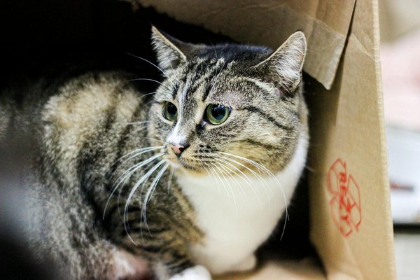 L'éthique de l'élevage de chats : une industrie en débat